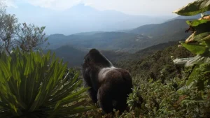 A Gorilla Story: Told by David Attenborough posteri