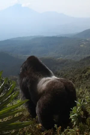 A Gorilla Story: Told by David Attenborough posteri