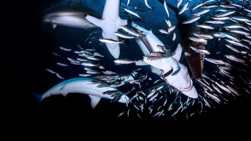 Great Shark Chow Down izle posteri