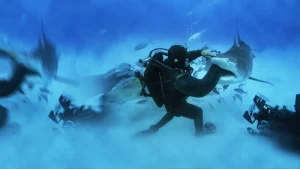 Man vs Shark posteri